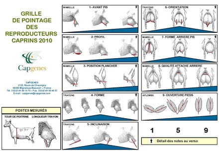 Grille de Pointage